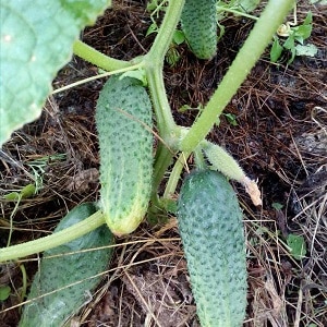 A hothouse hybrid with a beautiful name and a bountiful harvest - Emerald earrings cucumbers