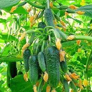 A hothouse hybrid with a beautiful name and a bountiful harvest - Emerald earrings cucumbers