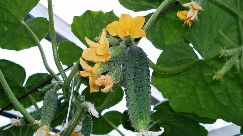 A hothouse hybrid with a beautiful name and a bountiful harvest - Emerald earrings cucumbers