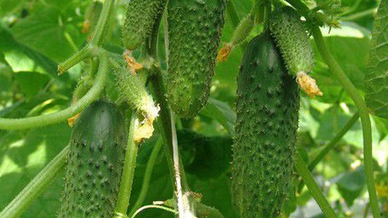 A hothouse hybrid with a beautiful name and a bountiful harvest - Emerald earrings cucumbers