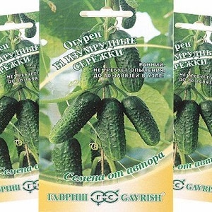A hothouse hybrid with a beautiful name and a bountiful harvest - Emerald earrings cucumbers