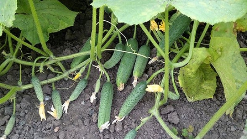 A hothouse hybrid with a beautiful name and a bountiful harvest - Emerald earrings cucumbers