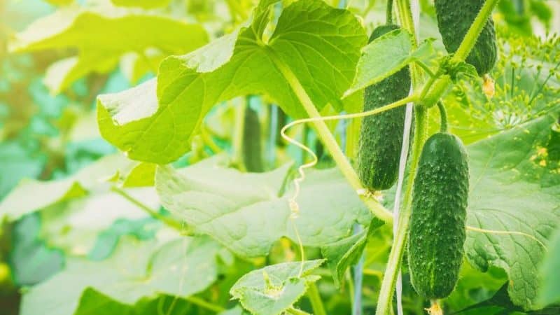 Amazingly productive Kolibri cucumber for pickles and fresh consumption