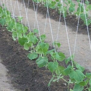 Early hybrid of cucumbers Grasshopper from domestic breeders