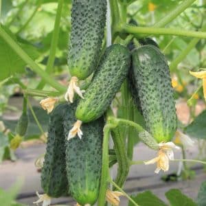 Consistently productive and time-tested Mother-in-law cucumber