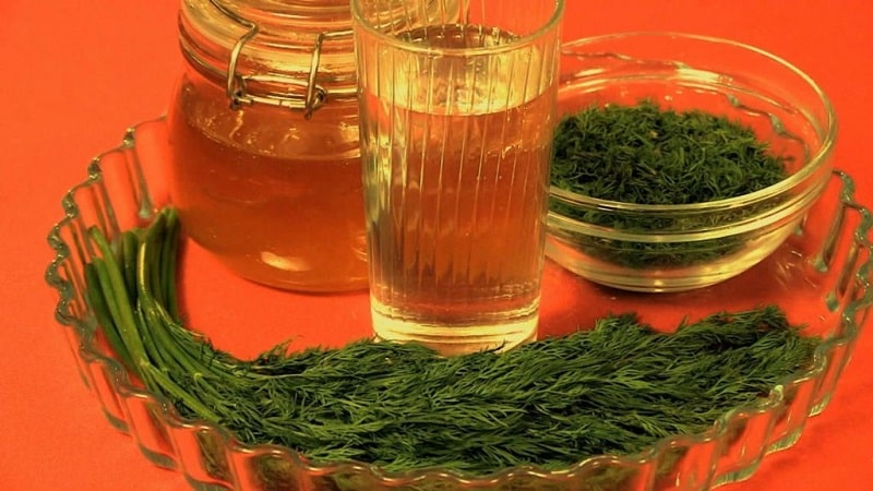 What does dill decoction help with, how to prepare and use it correctly
