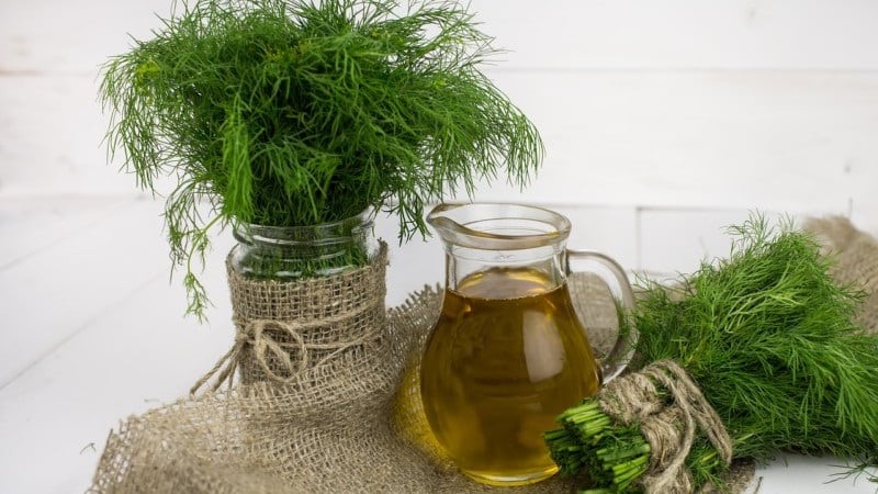 What does dill decoction help with, how to prepare and use it correctly