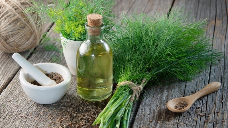 What does dill decoction help with, how to prepare and use it correctly