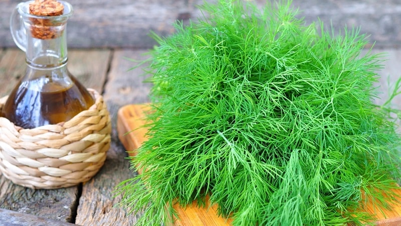 What does dill decoction help with, how to prepare and use it correctly