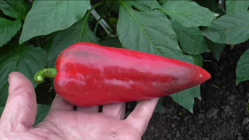 Why is it worth growing Atlant hybrid pepper and how it can surprise you