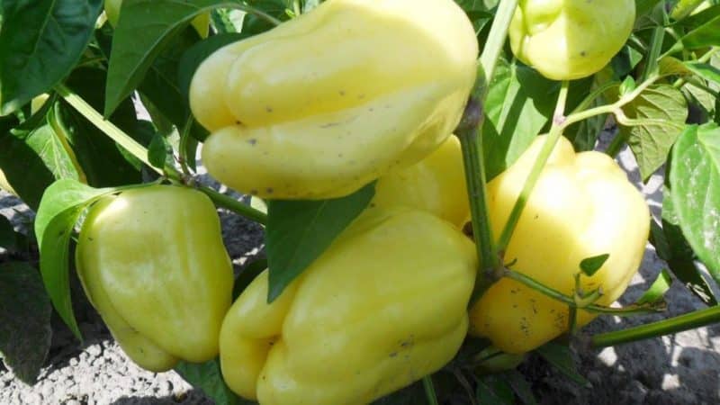 Is it worth growing White Gold pepper: advantages and disadvantages of the variety