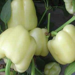 Is it worth growing White Gold pepper: advantages and disadvantages of the variety