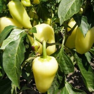 What is good about the Belozerka pepper variety and why you should try growing it on your own plot