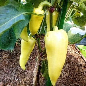 What is good about the Belozerka pepper variety and why you should try growing it on your own plot