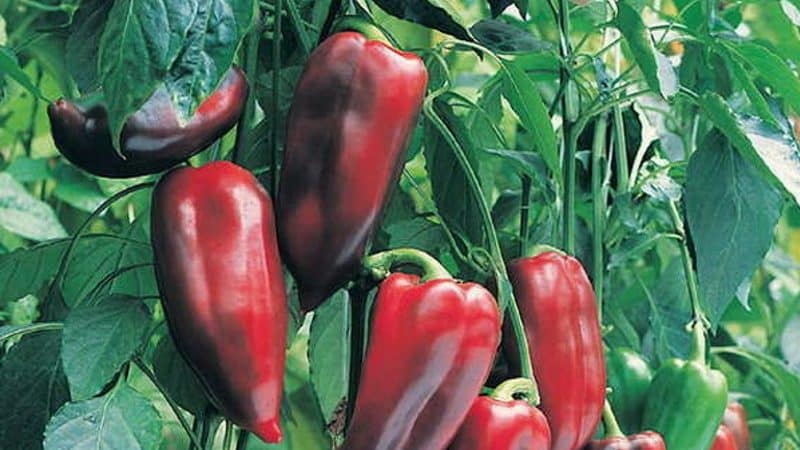 Hybrid pepper Pinocchio for lovers of sweet and juicy high-yielding varieties