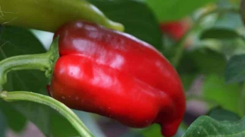 Hybrid pepper Pinocchio for lovers of sweet and juicy high-yielding varieties