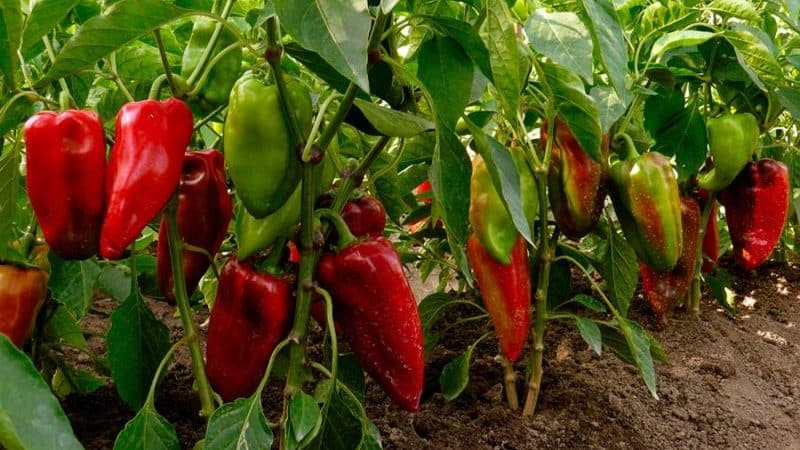 Hybrid pepper Pinocchio for lovers of sweet and juicy high-yielding varieties