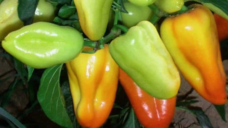 Hybrid pepper Pinocchio for lovers of sweet and juicy high-yielding varieties
