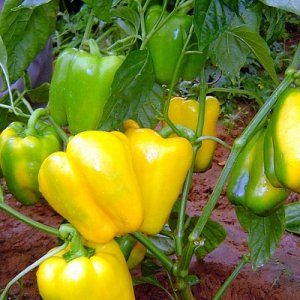 Dutch hybrid pepper Gemini f1: reviews from experienced farmers and rules for caring for it