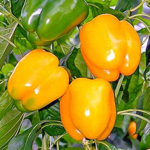 Dutch hybrid pepper Gemini f1: reviews from experienced farmers and rules for caring for it