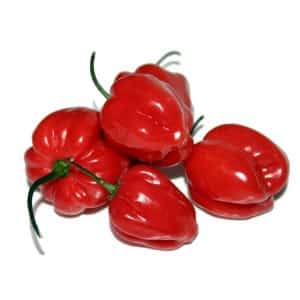 How to grow hot habanero peppers and use this component correctly in cooking