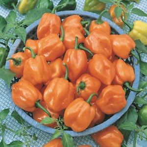 How to grow hot habanero peppers and use this component correctly in cooking