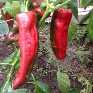 A spectacular hybrid Kakadu pepper with an unusual appearance and a pleasant sweet taste