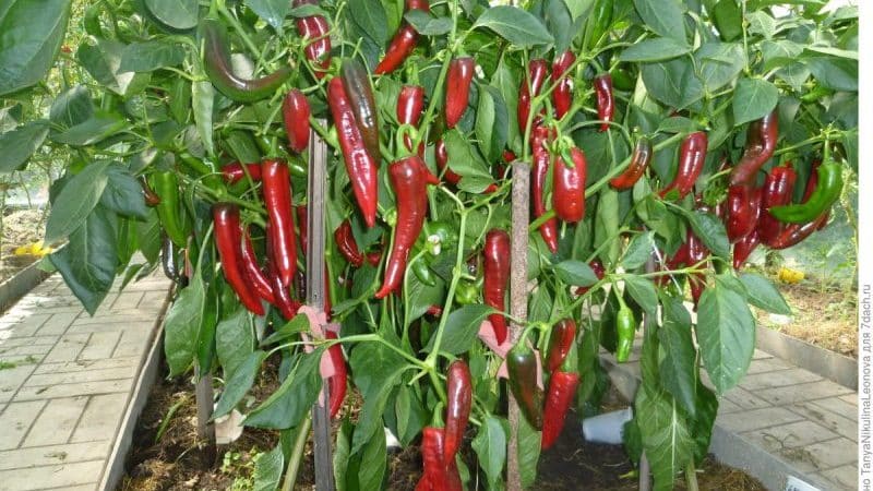 A spectacular hybrid Kakadu pepper with an unusual appearance and a pleasant sweet taste