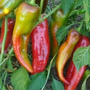 A spectacular hybrid Kakadu pepper with an unusual appearance and a pleasant sweet taste