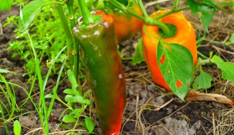 A spectacular hybrid Kakadu pepper with an unusual appearance and a pleasant sweet taste