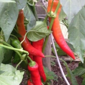A spectacular hybrid Kakadu pepper with an unusual appearance and a pleasant sweet taste