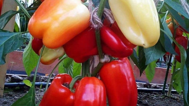 Early ripening and high-yielding hybrid of pepper Kalif (Khalif) from Japanese breeders