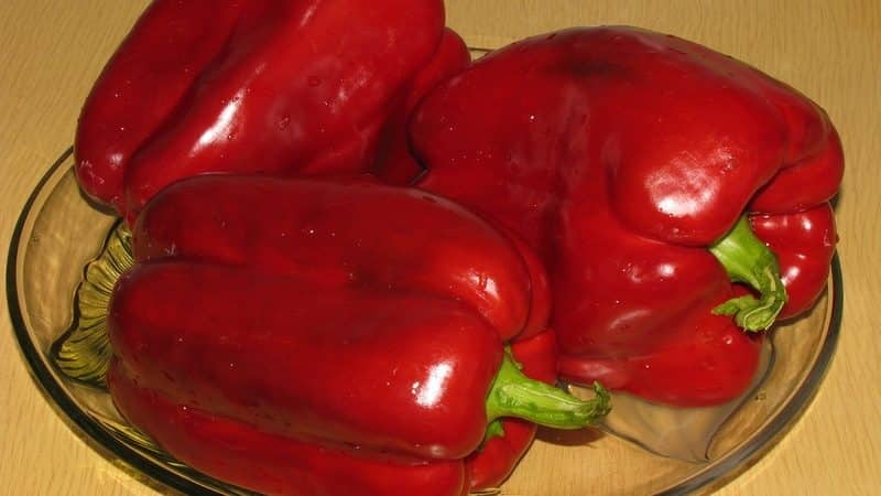 Hybrid pepper Claudio from Dutch breeders and features of caring for it