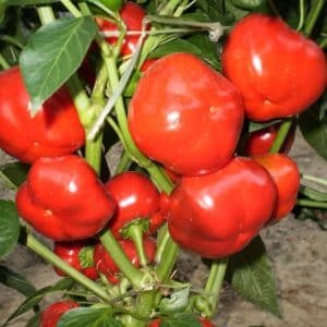 Review of the Novy Goshary pepper variety: reviews from farmers, advantages and disadvantages, nuances of cultivation
