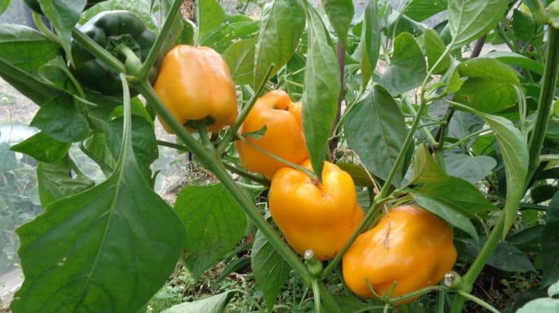 A hybrid that will not leave you indifferent - the Orange Miracle pepper and the features of its cultivation