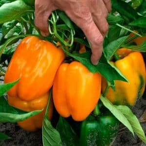 A hybrid that will not leave you indifferent - the Orange Miracle pepper and the features of its cultivation