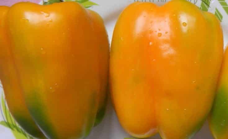 How to properly grow productive Siberian Bonus peppers with bright and incredibly tasty fruits