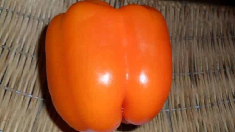 How to properly grow productive Siberian Bonus peppers with bright and incredibly tasty fruits