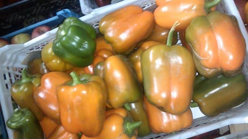 How to properly grow productive Siberian Bonus peppers with bright and incredibly tasty fruits