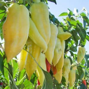 How to grow Snowfall sweet peppers on your own plot: step-by-step instructions and expert reviews