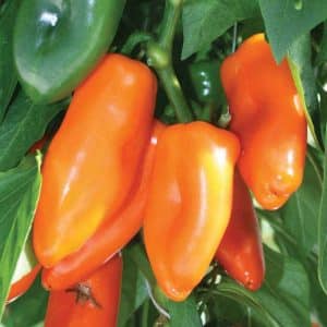 A variety that may become your favorite - Ox's Ear pepper and the secrets of its cultivation