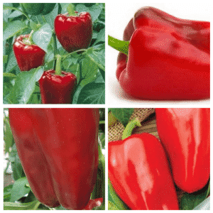 A variety that may become your favorite - Ox's Ear pepper and the secrets of its cultivation