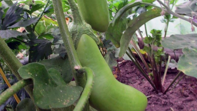 Why do eggplants turn green instead of blue and how can this be prevented?