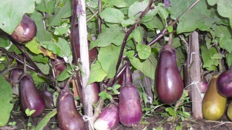 Why do eggplants turn green instead of blue and how can this be prevented?