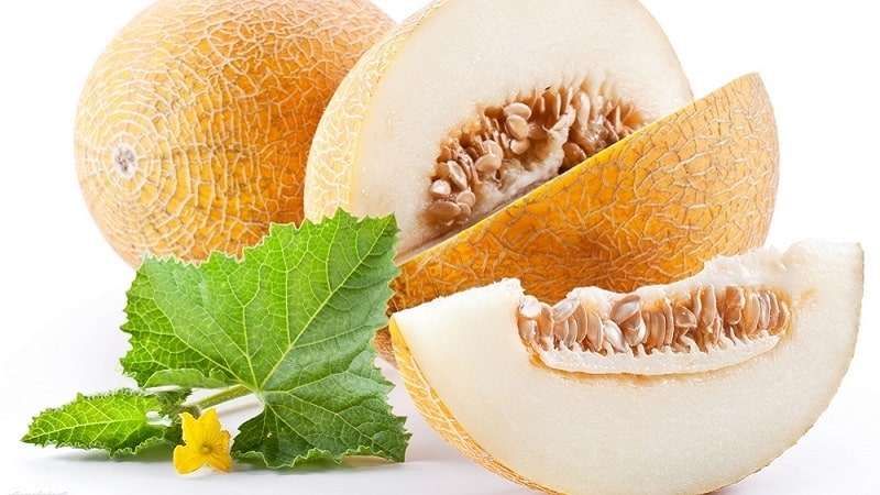 Why does melon smell like acetone and is it safe to eat?