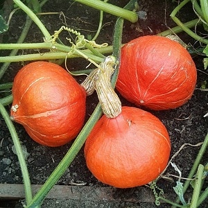 Why do farmers like the Orange Summer pumpkin so much: a hybrid that is easy to care for and indispensable in cooking