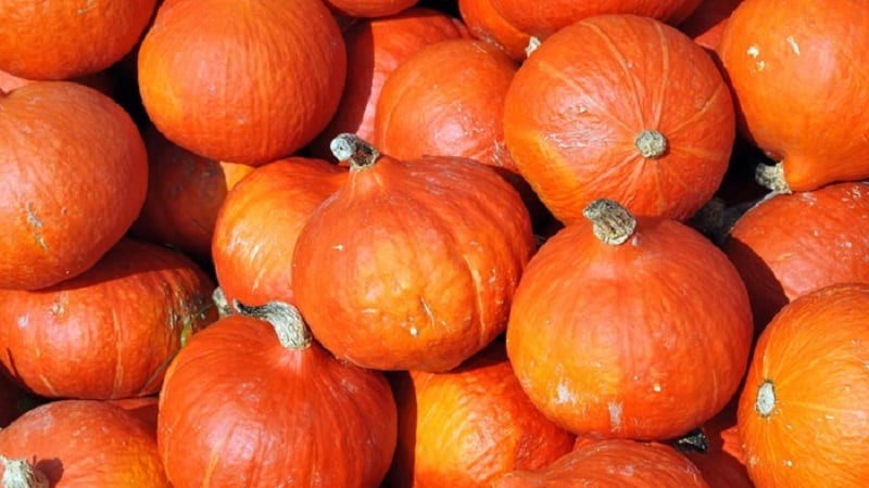Why do farmers like the Orange Summer pumpkin so much: a hybrid that is easy to care for and indispensable in cooking