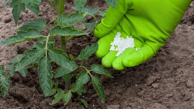Correcting mistakes in growing tomatoes: why tomatoes don’t grow in a greenhouse and what to do about it