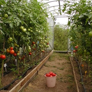 Why tomatoes crack when ripening in a greenhouse: we identify the cause and effectively fight it