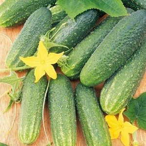 A gift from German breeders - Libella cucumbers (Libelle)